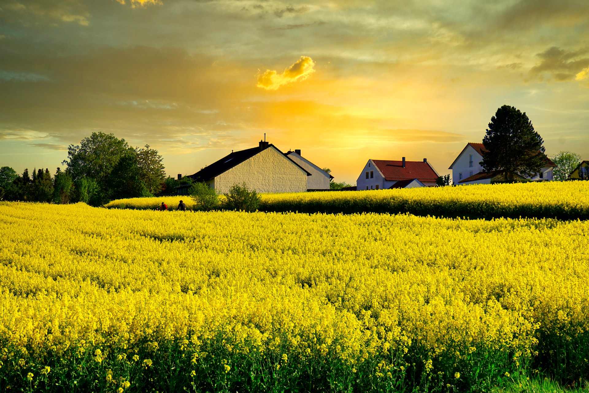 Rapeseed flower field with farm in the background.