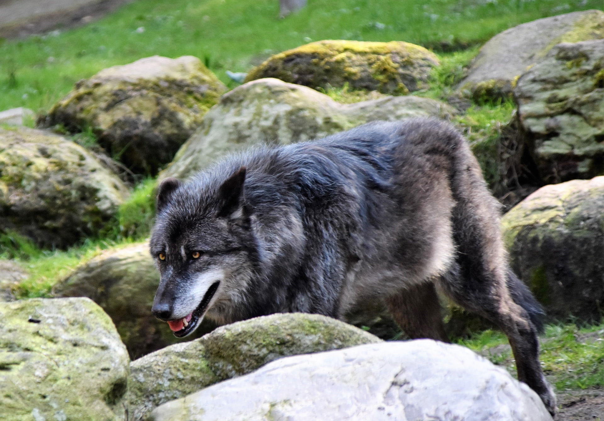 Wolf on the heather.